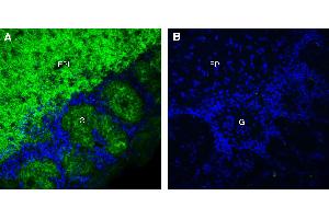 Expression of GPR26 in mouse olfactory bulb:Immunohistochemical staining of perfusion-fixed frozen mouse olfactory bulb using Anti-GPR26 Antibody (ABIN7581889), (1:300), followed by goat anti-rabbit-AlexaFluor-488.