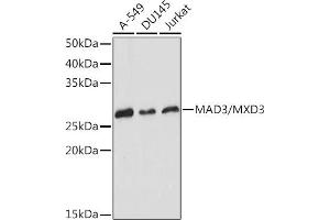 Western blot analysis of extracts of various cell lines, using M/MXD3 Rabbit mAb (ABIN7268429) at 1:1000 dilution. (MXD3 antibody)