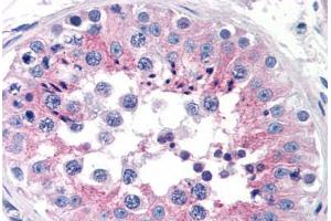 Human Testis (formalin-fixed, paraffin-embedded) stained with CLU antibody ABIN239817 at 10 ug/ml followed by biotinylated anti-mouse IgG secondary antibody ABIN481714, alkaline phosphatase-streptavidin and chromogen. (Clusterin antibody)