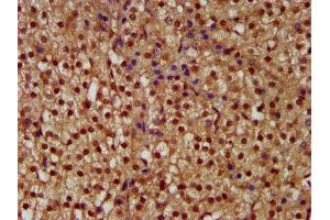 IHC image of ABIN7169088 diluted at 1:300 and staining in paraffin-embedded human adrenal gland tissue performed on a Leica BondTM system.