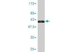 Western Blot detection against Immunogen (51. (KLF7 antibody  (AA 1-230))