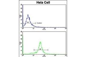 Flow cytometric analysis of hela cells using GOLPH3 Antibody (N-term)(bottom histogram) compared to a negative control cell (top histogram). (GOLPH3 antibody  (N-Term))
