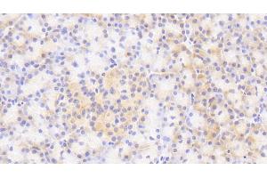 Detection of SCG3 in Human Pancreas Tissue using Polyclonal Antibody to Secretogranin III (SCG3) (SCG3 antibody  (AA 20-468))