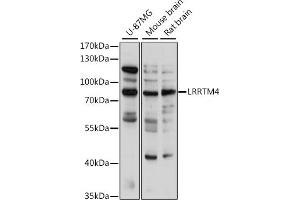 Western blot analysis of extracts of various cell lines, using LRRTM4 antibody (ABIN7268224) at 1:1000 dilution. (LRRTM4 antibody  (AA 310-420))