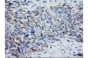Immunohistochemistry (IHC) image for anti-X-Prolyl Aminopeptidase (Aminopeptidase P) 3, Putative (XPNPEP3) antibody (ABIN1501766) (XPNPEP3 antibody)