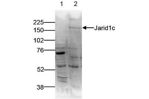 Western Blot of anti-Jarid1c antibody Western Blot results of Rabbit anti-Jarid1c antibody. (KDM5C antibody)