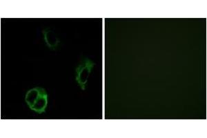 Immunofluorescence analysis of COS7 cells, using OR51I1 Antibody.