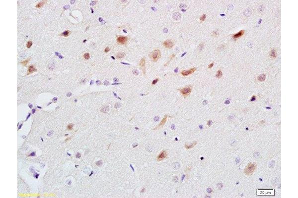 Serotonin antibody