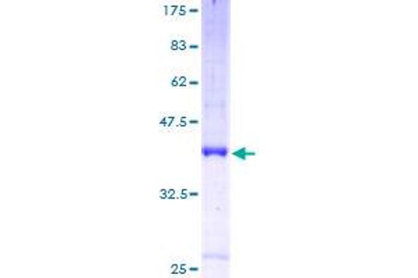 SLC1A7 Protein (AA 1-158) (GST tag)