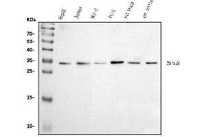 Western blot analysis of RPL8 using anti-RPL8 antibody (ABIN7601179). (RPL8 antibody  (AA 3-257))