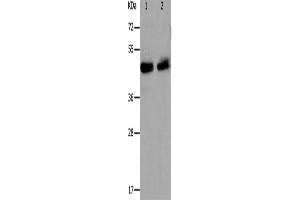 Western Blotting (WB) image for anti-PRKC, Apoptosis, WT1, Regulator (PAWR) antibody (ABIN2426325)