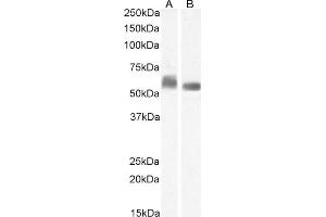 (ABIN7505830) (1 μg/mL) staining of K562 (A) and (0. (STAM antibody)