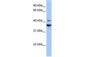 Image no. 1 for anti-Neuronal Differentiation 1 (NEUROD1) (C-Term) antibody (ABIN6742749) (NEUROD1 antibody  (C-Term))