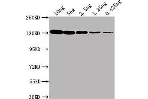 Western Blot Positive WB detected in Recombinant protein (10 ng, 5 ng, 2. (LacZ antibody)