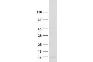 Validation with Western Blot (FAM19A4 Protein (Transcript Variant 1) (Myc-DYKDDDDK Tag))