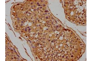 IHC image of ABIN7152998 diluted at 1:100 and staining in paraffin-embedded human testis tissue performed on a Leica BondTM system. (FLCN antibody  (AA 291-579))