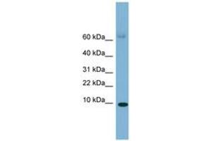 Image no. 1 for anti-Serum Amyloid A 4 (SAA4) (C-Term) antibody (ABIN6749724) (SAA4 antibody  (C-Term))