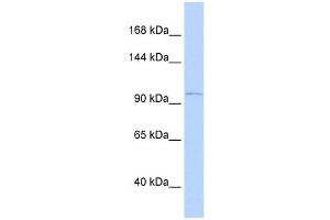 PCDH8 antibody used at 1 ug/ml to detect target protein. (Protocadherin 8 antibody  (Middle Region))