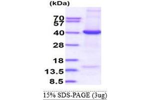 SDS-PAGE (SDS) image for Eukaryotic Translation Initiation Factor 3, Subunit I (EIF3I) (AA 1-325) protein (His tag) (ABIN5853326)