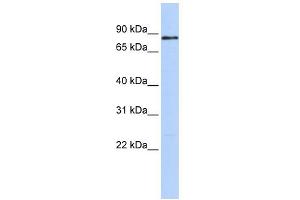WB Suggested Anti-MYBL1 Antibody Titration:  0. (MYBL1 antibody  (Middle Region))