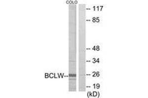 Western blot analysis of extracts from COLO cells, using BCLW Antibody. (BCL2L2 antibody  (AA 131-180))
