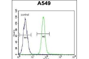 ZMYND10 Antibody (C-term) (ABIN652018 and ABIN2840499) flow cytometric analysis of A549 cells (right histogram) compared to a negative control cell (left histogram). (ZMYND10 antibody  (C-Term))