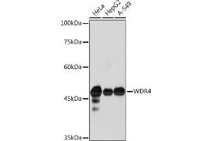 Western blot analysis of extracts of various cell lines, using WDR4 Rabbit mAb (ABIN7271355) at 1:1000 dilution.
