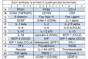 Image no. 1 for Human Immune Response Array Q1 (ABIN4956066)