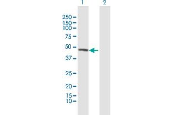 UBAC1 antibody  (AA 1-405)