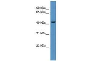 B4GALT6 antibody  (AA 291-340)