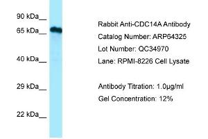 Western Blotting (WB) image for anti-CDC14 Cell Division Cycle 14 Homolog A (CDC14A) (C-Term) antibody (ABIN2789804) (CDC14A antibody  (C-Term))