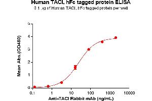 Tumor Necrosis Factor Receptor Superfamily, Member 13B (TNFRSF13B) (AA 2-166) protein (Fc Tag)