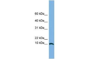 WB Suggested Anti-STRA13 Antibody Titration: 0. (STRA13 antibody  (Middle Region))