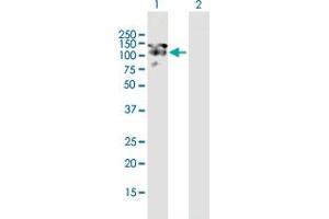 Western Blot analysis of MAP1S expression in transfected 293T cell line by MAP1S MaxPab polyclonal antibody. (MAP1S antibody  (AA 1-1059))