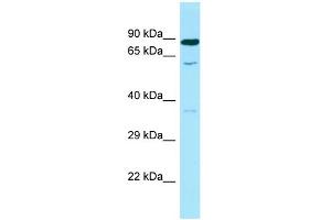 Western Blotting (WB) image for anti-Spermine Oxidase (SMOX) (C-Term) antibody (ABIN2790310) (SMOX antibody  (C-Term))