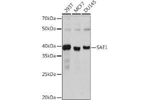 Western blot analysis of extracts of various cell lines, using S Rabbit mAb (ABIN7270633) at 1:1000 dilution. (SAE1 antibody)