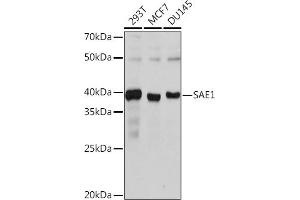 Western blot analysis of extracts of various cell lines, using S Rabbit mAb (ABIN7270633) at 1:1000 dilution.