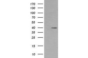 Image no. 2 for anti-Mitogen-Activated Protein Kinase Kinase 3 (MAP2K3) antibody (ABIN1499409) (MAP2K3 antibody)