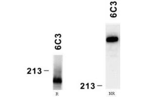 Reactivity of laminin alpha4 chain specific monoclonal antibody 6C3 on human platelet lysate by Western blotting (reducing, R and nonreducing, NR conditions).