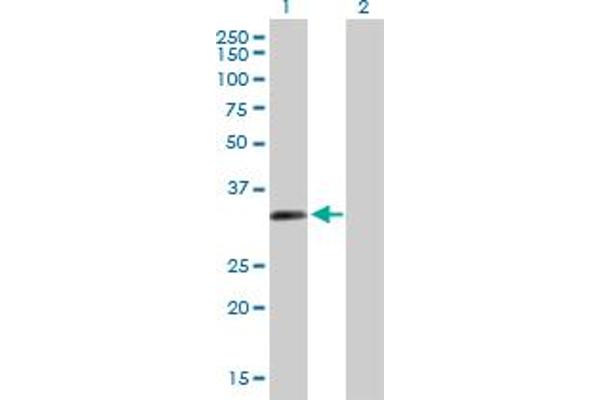 ZNF124 antibody  (AA 1-289)