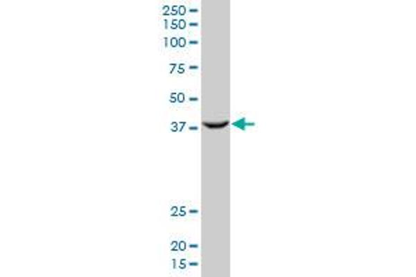 PCGF2 antibody  (AA 236-294)