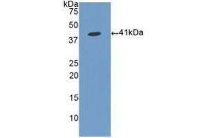 Detection of Recombinant FGL1, Human using Polyclonal Antibody to Fibrinogen Like Protein 1 (FGL1) (FGL1 antibody  (AA 23-312))
