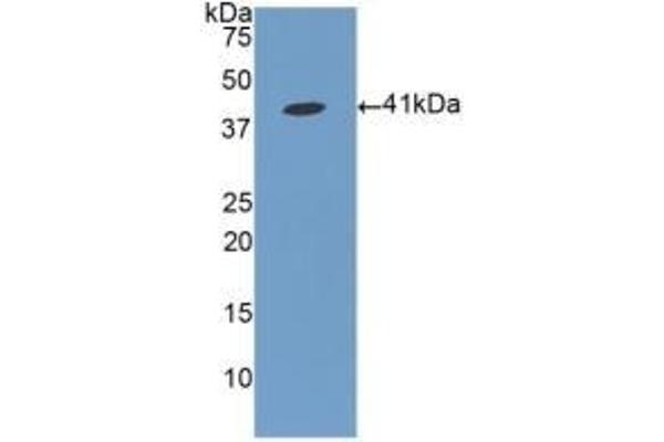 FGL1 Antikörper  (AA 23-312)