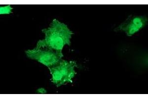 Anti-HSPBP1 mouse monoclonal antibody (ABIN2454876) immunofluorescent staining of COS7 cells transiently transfected by pCMV6-ENTRY HSPBP1 (RC201814).