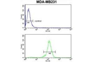 Flow Cytometry (FACS) image for anti-Retinoblastoma Binding Protein 7 (RBBP7) antibody (ABIN3003931) (RBBP7 antibody)