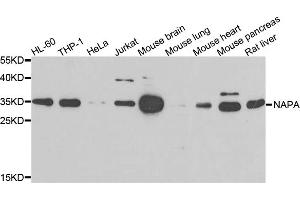 Western blot analysis of extracts of various cell lines, using NAPA antibody (ABIN5975676) at 1/500 dilution. (NAPA antibody)