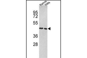 TUFM antibody  (N-Term)