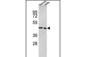 Western blot analysis of TUFM Antibody (N-term) (ABIN389459 and ABIN2839526) in Ramos, Hela cell line lysates (35 μg/lane). (TUFM antibody  (N-Term))