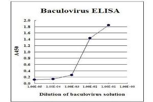 Sandwich ELISA for measurement of recombinant AcMNPV-based recombinant baculovirus. (Baculovirus Envelope gp64 antibody)