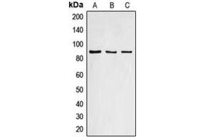 Western blot analysis of Cyclin F expression in HEK293T (A), mouse liver (B), rat liver (C) whole cell lysates. (Cyclin F antibody  (C-Term))